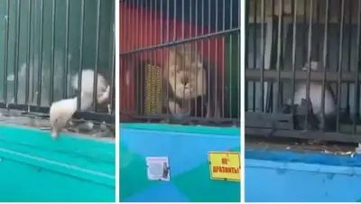 Скриншот видео, фото - Новости Zakon.kz от 26.05.2021 15:05