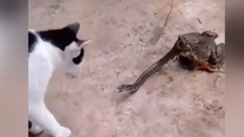 В Таиланде кот подрался со змеёй, которую наполовину проглотила жаба