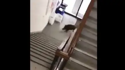 Кадр из видео, фото - Новости Zakon.kz от 07.12.2017 09:45