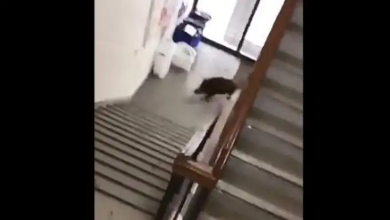 Школьников эвакуировали из-за атаки кабанов