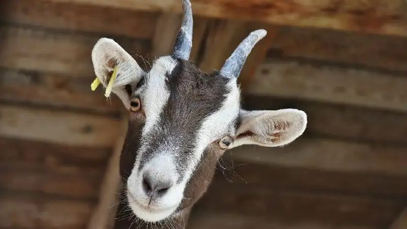 Решил отомстить: сельчанин зарезал козу брата