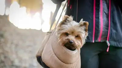 в какие страны пускают на отдых с домашним питомцем, фото - Новости Zakon.kz от 04.08.2023 15:10
