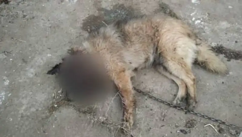 С особой жестокостью убили несколько собак в Костанайской области