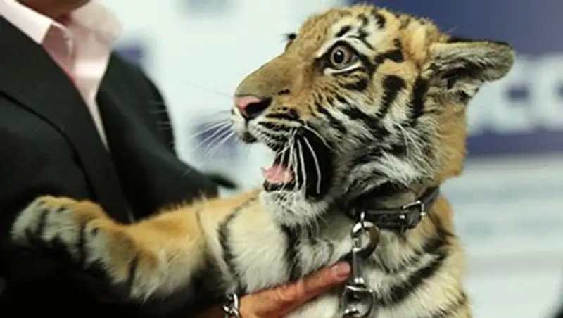 Новым героем «Спокойной ночи, малыши!» стал тигр Мур