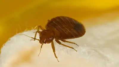 РИА Новости, фото - Новости Zakon.kz от 06.01.2019 07:45