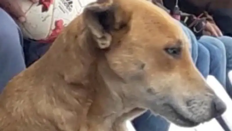 Бездомный пес стал помощником футбольного тренера