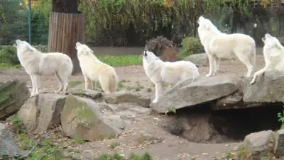 trudnosti.net, фото - Новости Zakon.kz от 18.04.2020 07:35