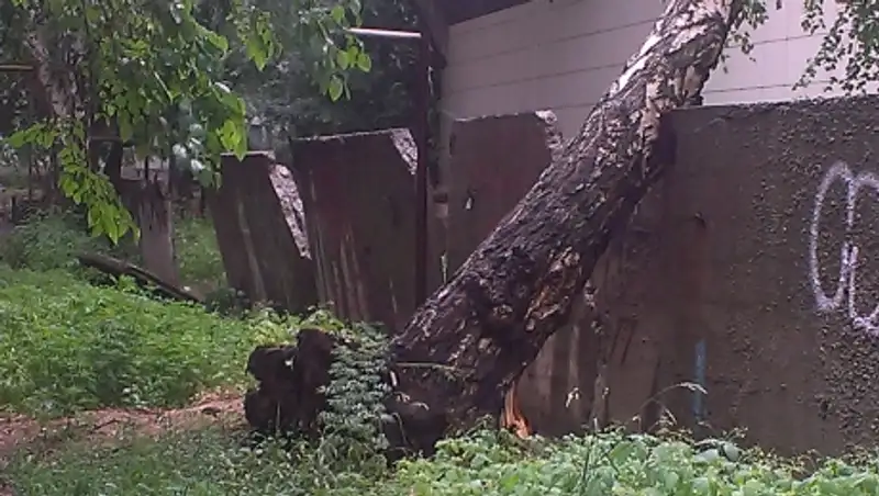 Зафиксировано 6 случаев падения деревьев после ураганного ветра в Алматы