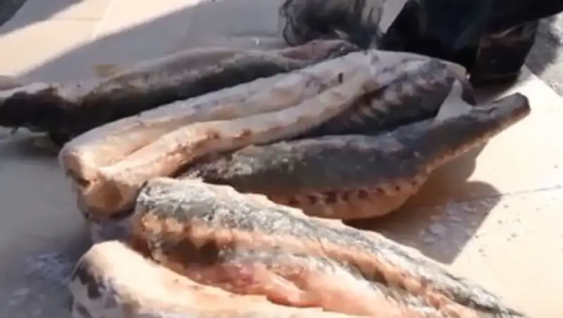 В Атырау задержаны браконьеры