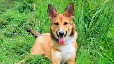 В Алматы появится еще одна площадка для выгула собак , фото - Новости Zakon.kz от 03.04.2023 14:11