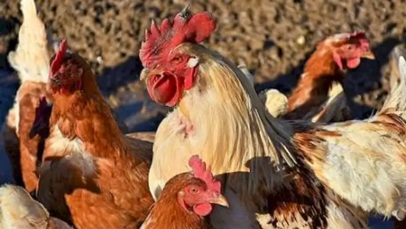 В каких областях прекратился падеж птицы