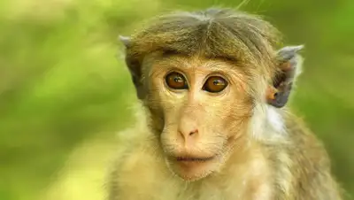 Вести.Наука, фото - Новости Zakon.kz от 23.07.2019 11:41