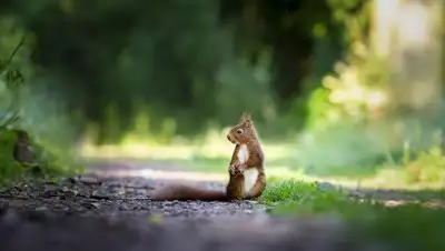 Pixabay, фото - Новости Zakon.kz от 14.07.2020 14:22