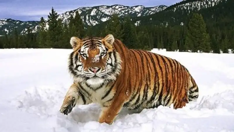 Во сколько обойдется возрождение туранского тигра в Казахстане?