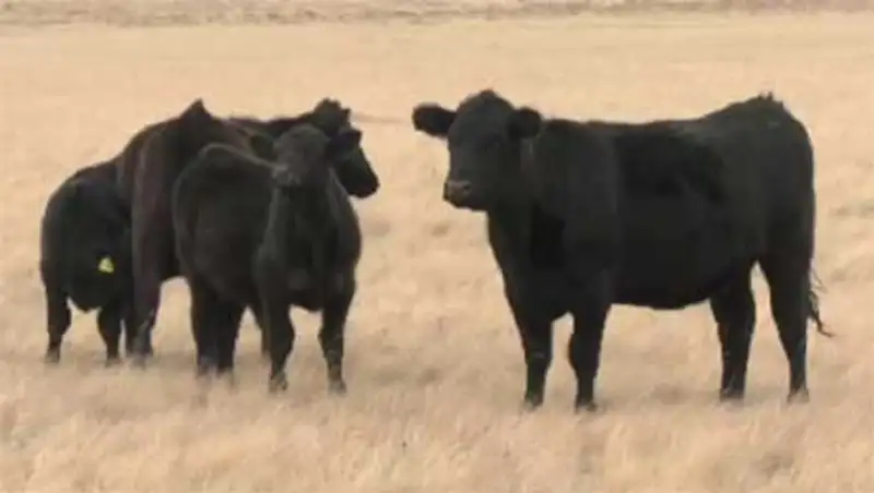 В Карагандинской области намерены возродить местное животноводство