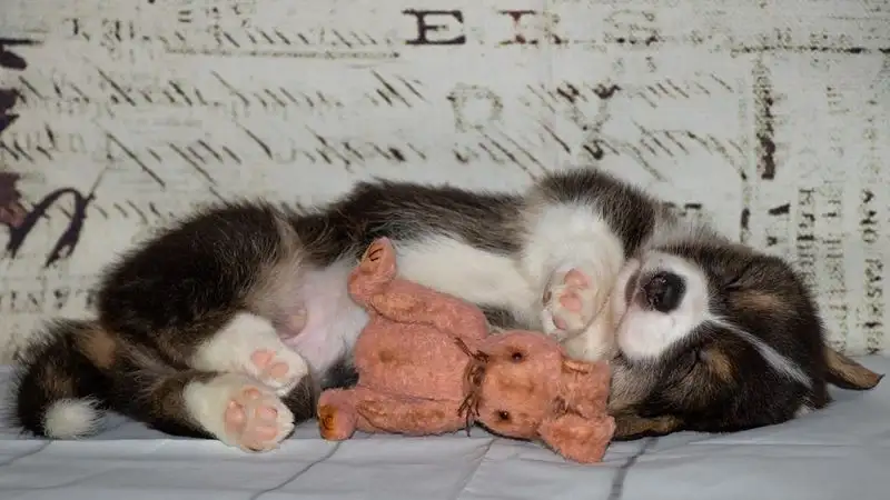 Что тебе снится, Шарик: видят ли домашние питомцы сны