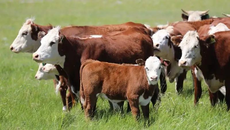 В селе Актюбинской области на месяц введен карантин