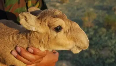 Zakon.kz, фото - Новости Zakon.kz от 25.05.2016 03:04