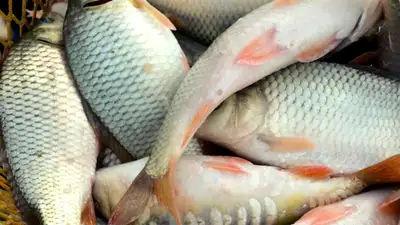 Установлены лимиты изъятия рыбных ресурсов и других водных животных с 1 июля 2023 года по 1 июля 2024 года