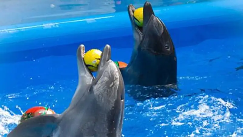 Дельфины останутся в Донецке