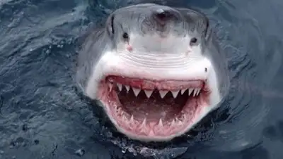 Zakon.kz, фото - Новости Zakon.kz от 21.02.2018 14:07