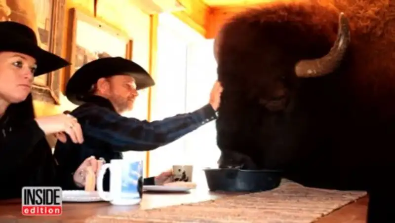 Американская пара поселила у себя дома огромного бизона