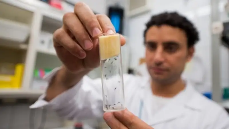 Вакцина от лихорадки Зика может появиться через год