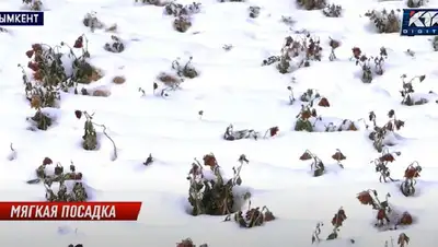 Жителей Шымкента возмутил факт посадки цветов в декабре, фото - Новости Zakon.kz от 08.12.2022 07:45