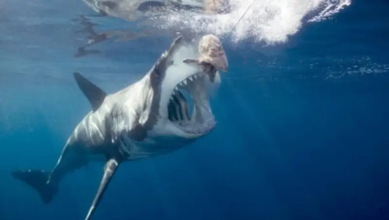 Схватка акул попала на видео