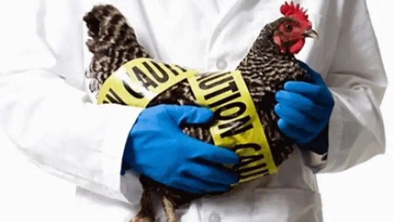 В Гонконге зафиксирован новый случай смерти человека от птичьего гриппа