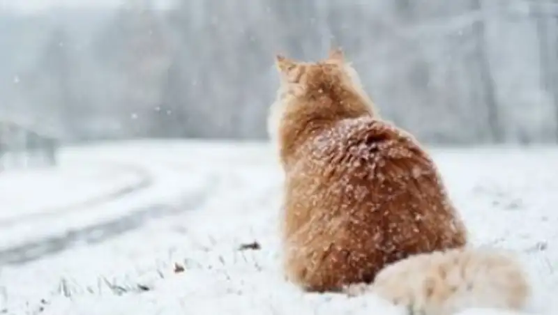 Снежное воскресенье ждет казахстанцев