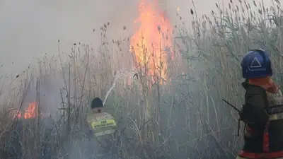 тушение пожара близ Астаны идет втрые сутки , фото - Новости Zakon.kz от 21.06.2023 15:42