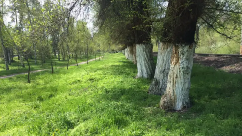 Байбек поручил снизить применение химпрепаратов при обработке зеленых насаждений