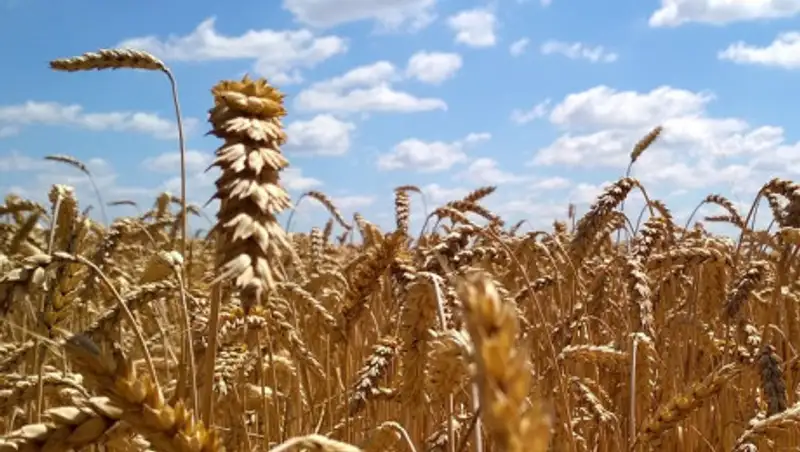 Из-за аномальной жары Казахстан соберет зерна на 15% меньше, чем в прошлом году