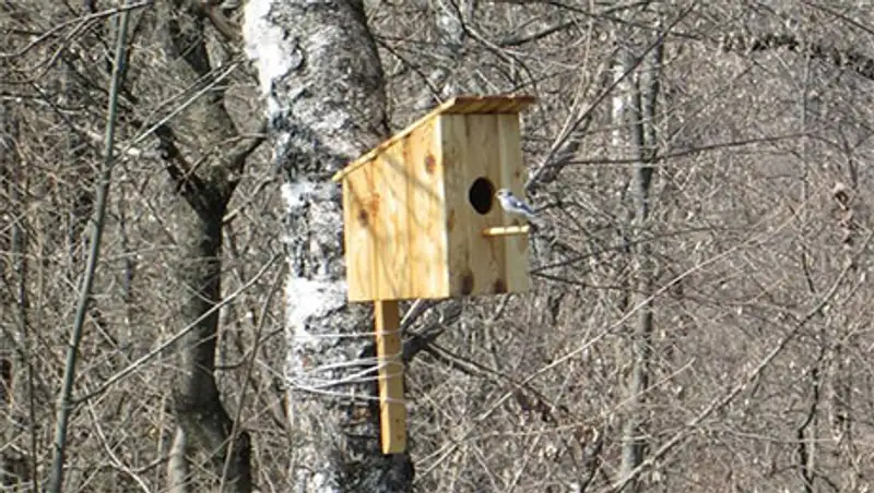 100 скворечников развесили на территории природного парка Медеу