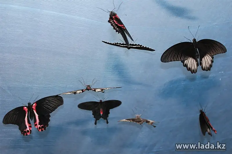 Выставка живых бабочек открылась в Актау (фото), фото - Новости Zakon.kz от 24.11.2013 17:03