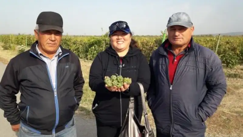 Аналог виноградных плантаций в Бордо существует в Алматинской области
