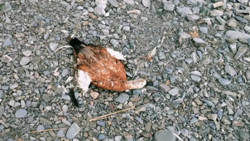 Гибель уток на Алаколе - воду признали не опасной