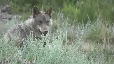 Dissolve, фото - Новости Zakon.kz от 13.04.2018 12:26