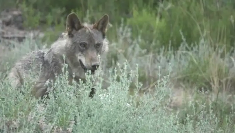 Житель Атырау на охоте подстрелил человека вместо волка