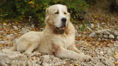 Алабай, нападение, ребенок, полиция, фото - Новости Zakon.kz от 08.06.2022 11:46