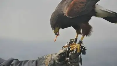 pxfuel.com, фото - Новости Zakon.kz от 15.10.2021 11:32