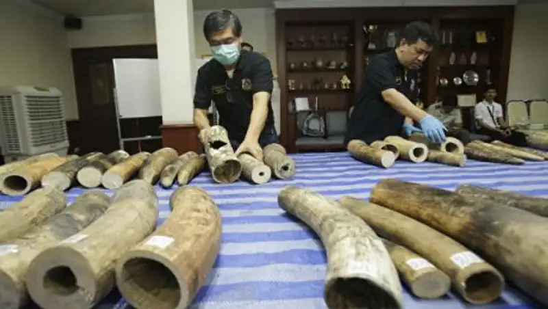 В Испании изъяли партию слоновьих бивней на 200 тысяч евро