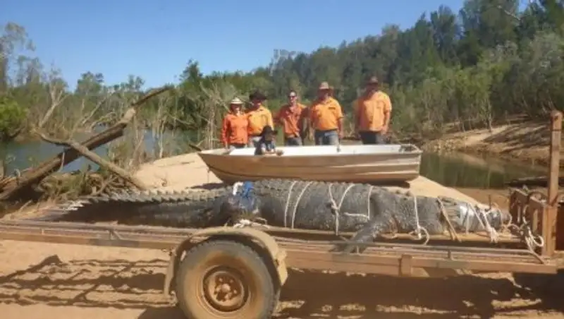 Крокодила весом в 600 кг ловили 8 лет