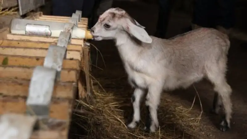 Фермеры Актюбинской области объединяются в сельхозкооперативы