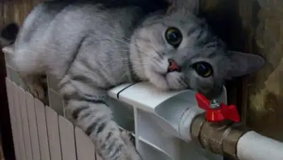 Zakon.kz, фото - Новости Zakon.kz от 12.01.2015 14:46