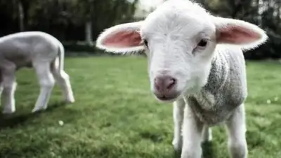 Zakon.kz, фото - Новости Zakon.kz от 11.07.2017 16:32