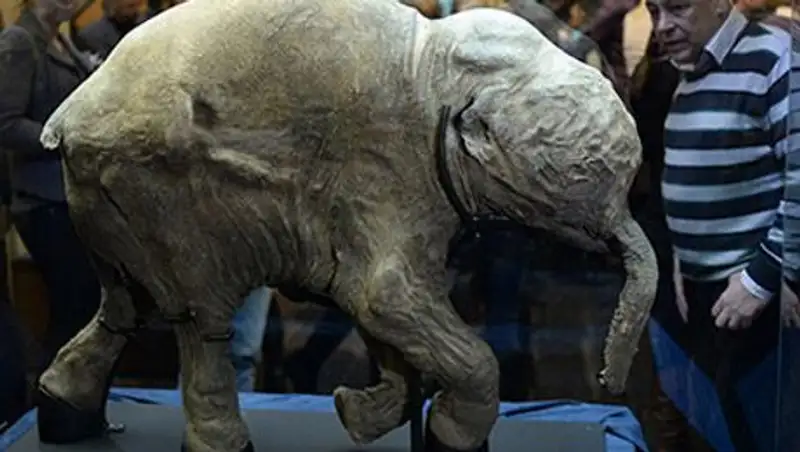 Мамонтята наглотались ила и задохнулись