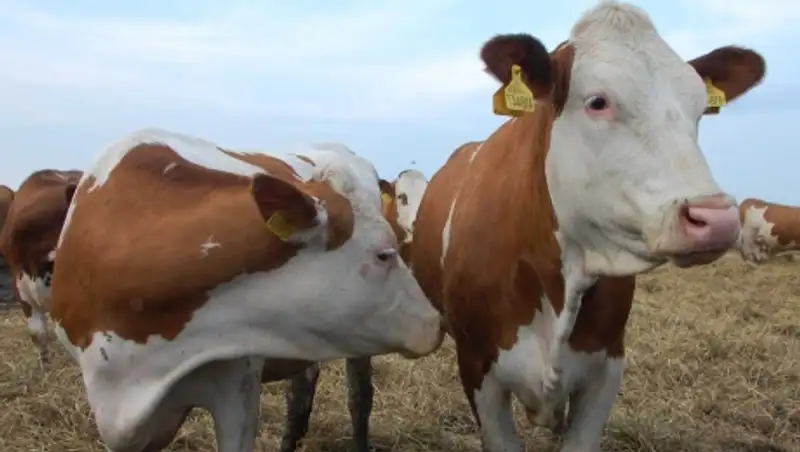 Падеж скота в Актюбинской области: версии закончились