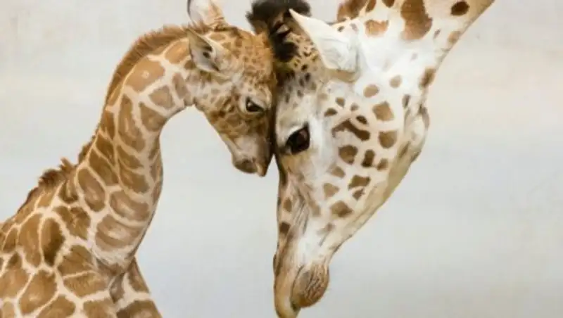 Мама есть мама… Умилительные фотографии животных и их детенышей!